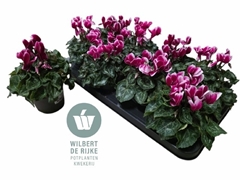 Cyclamen Super Serie Allure 12Ø 25cm