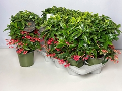 Ardisia Crenata Premium 14Ø 40cm