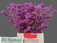 Callicarpa Bodinieri Profusion 50cm