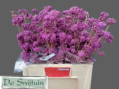 Callicarpa Bodinieri Profusion 60cm