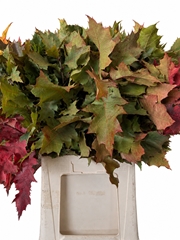 Quercus Rubra 80cm