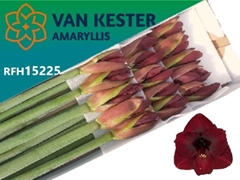 Hippeastrum Night Fever 75cm