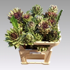 Cynara Green Globe 65cm