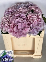 Hydrangea Verena Blue 50cm 16-18cm Hd