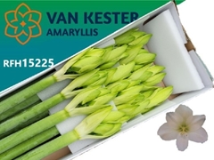 Hippeastrum Casablanca 80cm