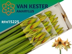 Hippeastrum Mocca 75cm