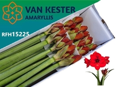 Hippeastrum Tenerife 75cm