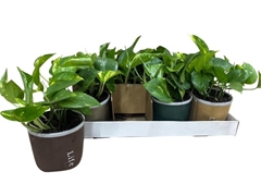 Epipremnum Aureum 12Ø 15cm