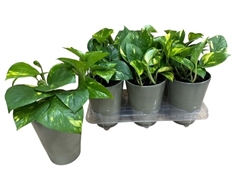 Epipremnum Aureum 12Ø 15cm
