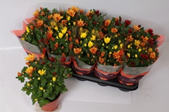 Chrysanth Mix 12Ø 26cm
