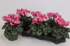 Cyclamen Victoria Salmon 13Ø 25cm