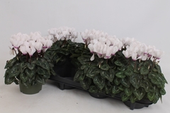 Cyclamen Mini Super Serie Carino 13Ø 25cm