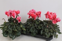 Cyclamen Halios Curly Litchi 13Ø 35cm