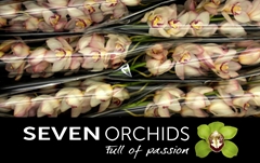 Cymbidium Mariangela 80cm