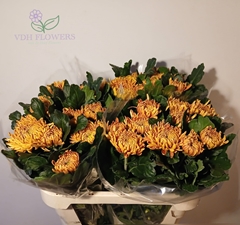 Chrysanth Single Astro Dark 75cm 90gr.