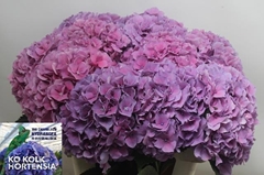 Hydrangea Cassanova 60cm 13-15cm Hd