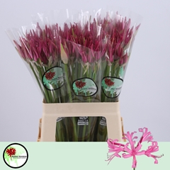 Nerine Favourite 60cm