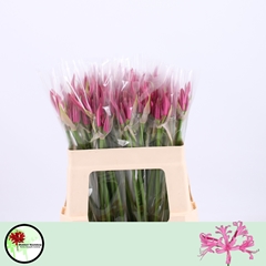 Nerine Favourite 50cm