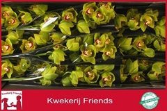 Cymbidium Apple Jack 60cm