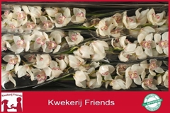 Cymbidium Mrs. Sugar Lee 80cm