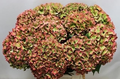 Hydrangea Rodeo Red Classic 60cm 18-20cm Hd