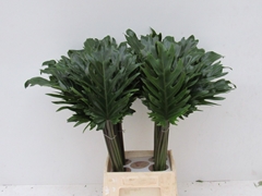 Philodendron Xanadu 60cm 25cm Hd