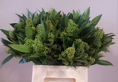 Skimmia Kew Green Per Bunch 40cm