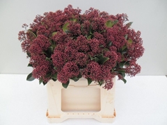 Skimmia Japonica Rubella Per Bunch 45cm