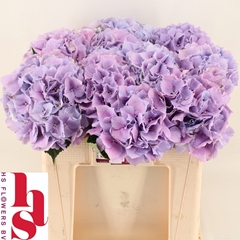 Hydrangea Royal Benefit 50cm 14-16cm Hd