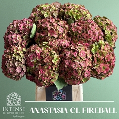 Hydrangea Royal Anastasia Classic 60cm 16-18cm Hd