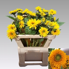 Helianthus Sun King 65cm