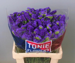Limonium Sinuatum Crystal Dark Blue 60cm 25gr.