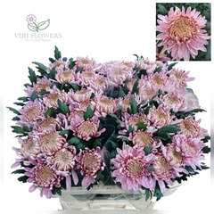 Chrysanth Single Hornbill 75cm 75gr.