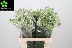 Orlaya Grandiflora White Finch 60cm