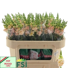 Antirrhinum Holly Double Champagne 70cm