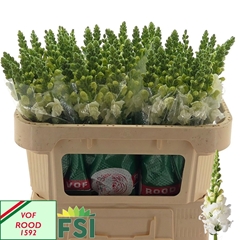 Antirrhinum Antibes White 70cm