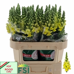 Antirrhinum Legend Yellow 70cm