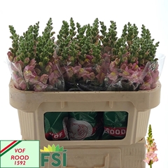 Antirrhinum Antibes Pink 70cm