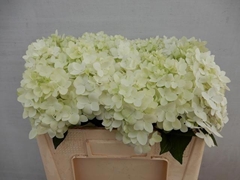 Hydrangea Candle 50cm 10-12cm Hd