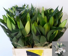 Lily Oriental Zambesi 60cm 2+