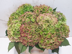 Hydrangea Verena Classic 60cm 19-21cm Hd