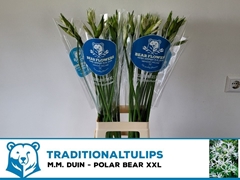 Nerine Bowdenii Polar Bear 80cm