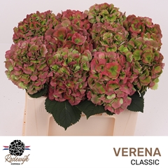 Hydrangea Verena Classic 50cm 14-16cm Hd