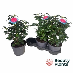 Camellia Mary Williams 19Ø 40cm