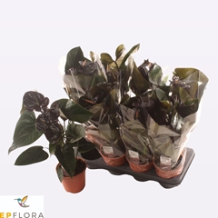 Anthurium Paris Black 14Ø 50cm