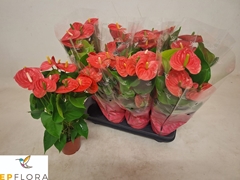 Anthurium Arisa Pink 14Ø 55cm
