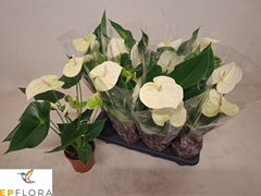 Anthurium Arisa White 14Ø 60cm