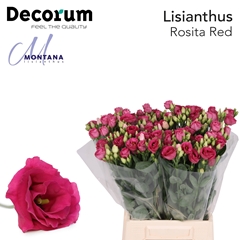 Eustoma Double Rosita Red 45cm
