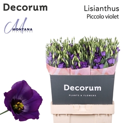 Eustoma Single Piccolo Violet 70cm