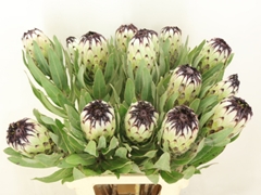 Protea Magnifica Niobe 70cm